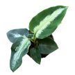 Aglaonema pictum 'Bicolor'
