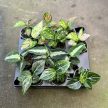 Aglaonema pictum 'Bicolor'