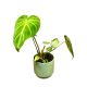 Philodendron gloriosum