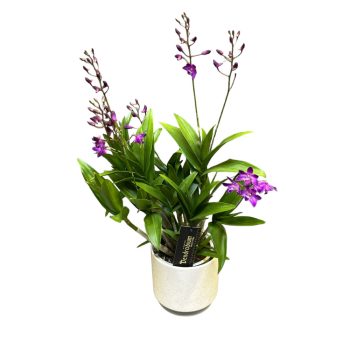 Dendrobium 'Berry Oda'