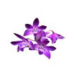 Dendrobium 'Berry Oda'