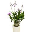 Dendrobium 'Berry Oda'