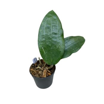 Hoya cinnamomifolia var. purpureofusca (Inplanted)