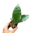Hoya cinnamomifolia var. purpureofusca (Inplanted)