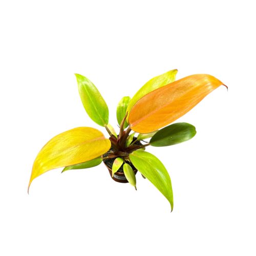 Philodendron 'Prince of Orange' (mini)