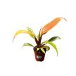 Philodendron 'Prince of Orange' (mini)
