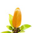 Philodendron 'Prince of Orange' (mini)
