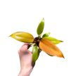 Philodendron 'Prince of Orange' (mini)
