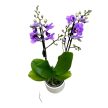 Phalaenopsis 'Violet Queen'