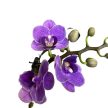 Phalaenopsis 'Violet Queen'
