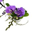 Phalaenopsis 'Violet Queen'