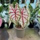 Caladium bicolor 'Tapestry' (XXL)