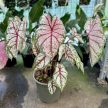 Caladium bicolor 'Tapestry' (XXL)