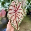 Caladium bicolor 'Tapestry' (XXL)