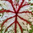 Caladium bicolor 'Tapestry' (XXL)