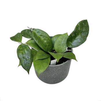 Hoya 'Tequila Sunrise'