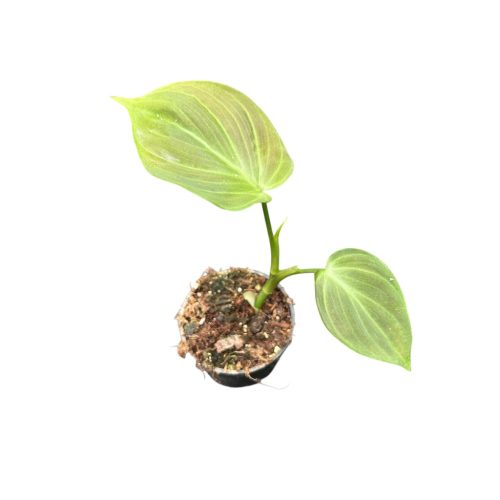 Philodendron camposportoanum (Inplanted) mini