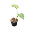Philodendron camposportoanum (Inplanted) mini