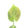 Philodendron camposportoanum (Inplanted) mini