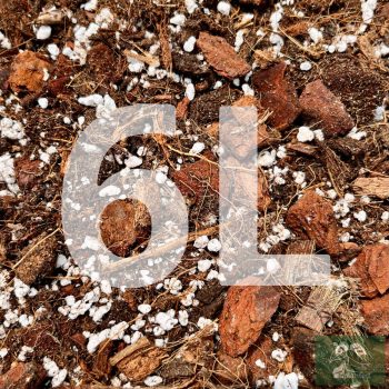 Inplanted mix 6L - Aroids & common houseplants