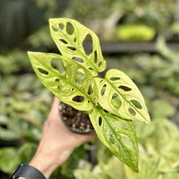   Monstera lechleriana 'Archipelago Ghost' (Grower's Select)