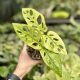 Monstera lechleriana 'Archipelago Ghost' (Grower's Select)