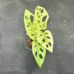 Monstera lechleriana 'Archipelago Ghost' (Grower's Select)