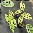 Monstera lechleriana 'Archipelago Ghost' (Grower's Select)