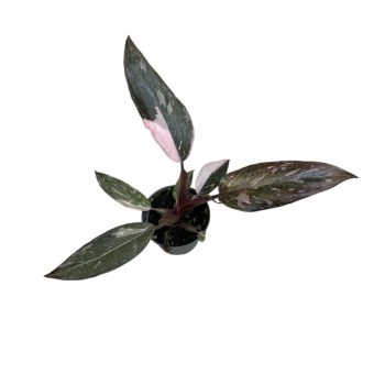 Philodendron erubescens 'Pink Princess Marble'