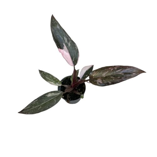 Philodendron erubescens 'Pink Princess Marble'