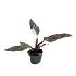 Philodendron erubescens 'Pink Princess Marble'