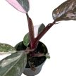 Philodendron erubescens 'Pink Princess Marble'