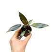 Philodendron erubescens 'Pink Princess Marble'