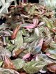 Philodendron erubescens 'Pink Princess Marble'