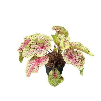 Caladium bicolor 'Miss Muffet'