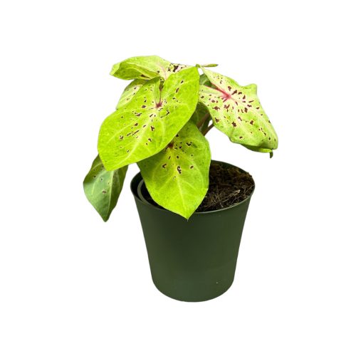 Caladium bicolor 'Miss Muffet'