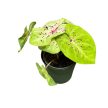Caladium bicolor 'Miss Muffet'