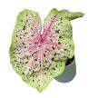 Caladium bicolor 'Miss Muffet'