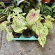 Caladium bicolor 'Miss Muffet'