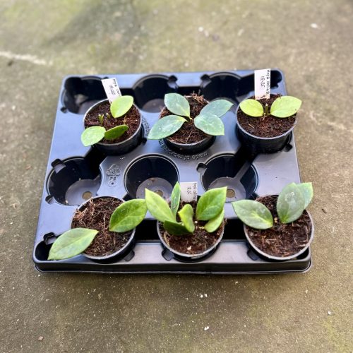 Hoya collina IR-26 (6 pcs)