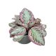 Episcia 'Pink Brocade'