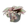 Episcia 'Pink Brocade'