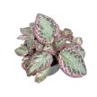 Episcia 'Pink Brocade'