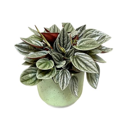 Peperomia caperata 'Santorini' - inplanted.hu