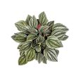 Peperomia caperata 'Santorini'