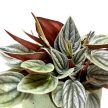 Peperomia caperata 'Santorini'