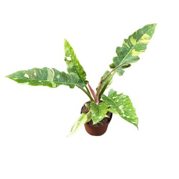 Philodendron serratum 'Ring of Fire'