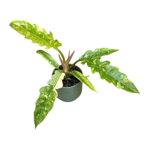 Philodendron serratum 'Ring of Fire'