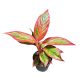 Aglaonema 'Jungle Lava'
