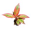 Aglaonema 'Jungle Lava'